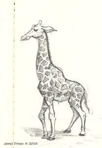 giraffe sketch